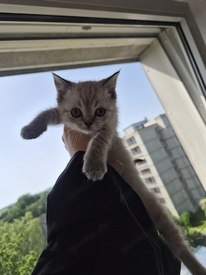 Liebevolle BKH-Mischlingskitten suchen ein neues Zuhause   
