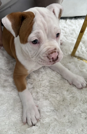  Old English Bulldog Welpe sucht liebevolles Zuhause 