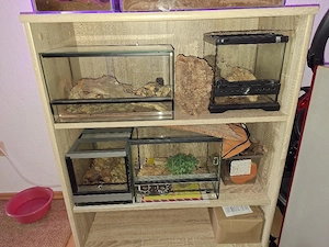 Terrarium 