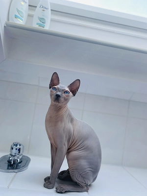 Sphynx Katzen abzugeben