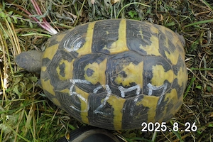 Verkaufe adulte Weibchen der Griechischen Landschildkröte