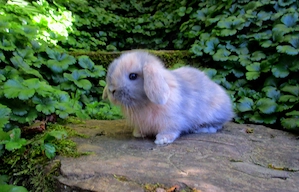 bildschöne Mini Lop - Zwergwidder und Farbenzwerge