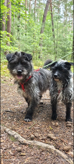 Hier sind sie! Die Sternchen in deinem Leben! 