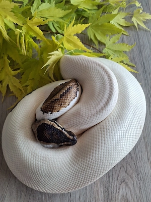 Königspython 0,1 Pied Yellow Belly