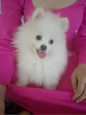 Pomeranian zwergspitz 