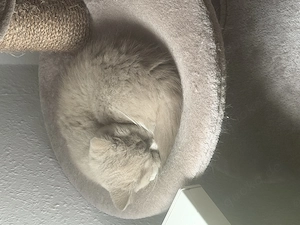 BKH Kitten zu verkaufen 