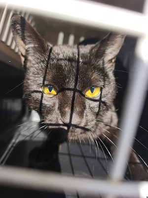 lieber, anfangs etwas schüchterner junger Kater Adrian sucht ein schönes Zuhause