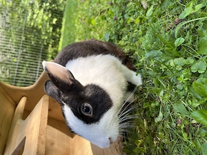 Zwergkaninchen Weibchen  Farbenzwerg  Bild 5