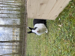 Zwergkaninchen Weibchen  Farbenzwerg  Bild 2