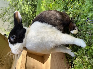 Zwergkaninchen Weibchen  Farbenzwerg  Bild 3