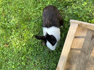 Zwergkaninchen Weibchen  Farbenzwerg  Bild 4