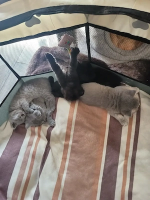 BKH-Katzen Kitten