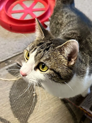 verschmuste junge Katze Tahira sucht ein schönes Zuhause