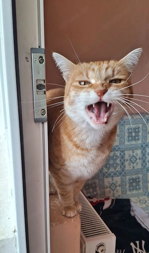 anhängliche, bezaubernde Katze Lady sucht ein schönes Zuhause für sich alleine