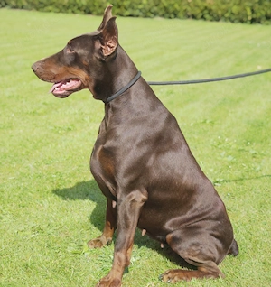 Schweren Herzens: Traumhafte Dobermann-Hündin (FCI-Papiere) sucht Herzensplatz