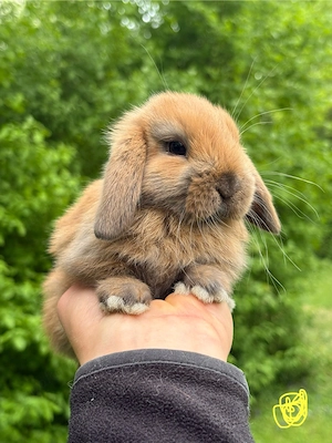 Zwergkaninchen Babys Minilop Zwergwidder  Bild 8