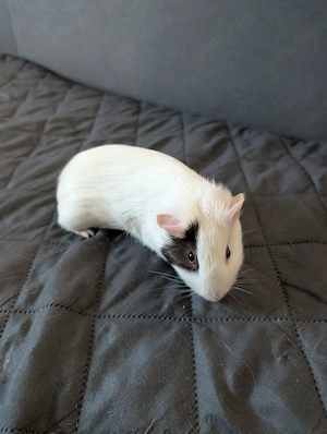 2 meerschweinchen Damen