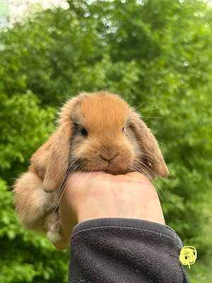 Zwergkaninchen Babys Minilop Zwergwidder  Bild 9