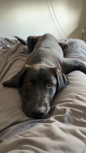 Labrador Rüde 