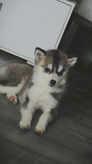 Wichtig!!! Bitte genau lesen!!! Pomsky! 