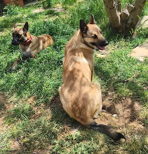 Malinois Mix Rüde 8Mon bundesweit ausreisebereit 