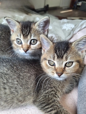 Britisch Kurzhaar (BKH) kitten