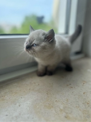 3 BKH Katzen Zum Verkauf  Bild 4