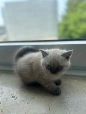 3 BKH Katzen Zum Verkauf  Bild 3
