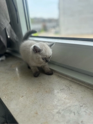 3 BKH Katzen Zum Verkauf  Bild 2