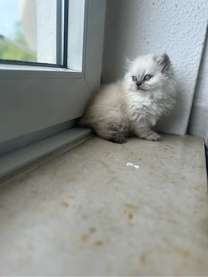 3 BKH Katzen Zum Verkauf  Bild 5