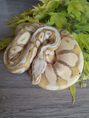 Königspython 1.0 Coral Glow Pastel