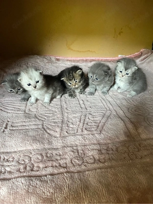 Kitten abzugeben 