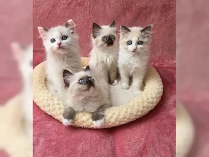 Reinrassige Ragdoll Kitten suchen liebevolles Zuhause