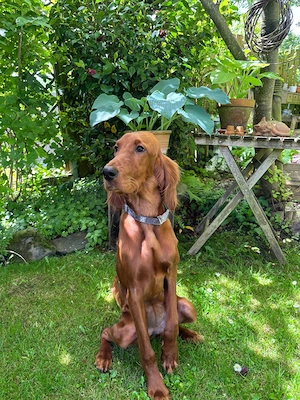 Irish Red Setter Hündin 