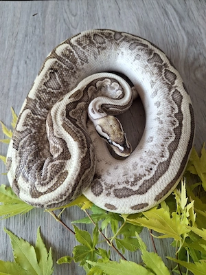 Königspython 1.0 Bamboo Leopard het.Ghost Piebald
