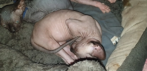 Kanadian Sphynx Kitten.2 Jungen,2 Mädchen