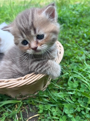 zauberhafte bkh kitten , reinrassig  , suchen 5 sterne zuhause seltene farben             