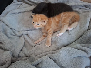 Katzenbabys 