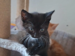Katzenbabys 