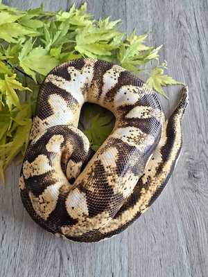 Königspython 0.1 Calico Enchi Pastel het pied
