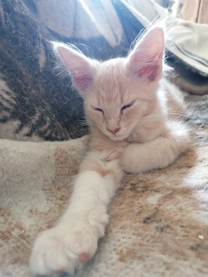 2 Maine Coon kitten Kater  Bild 6