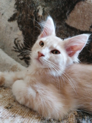 2 Maine Coon kitten Kater  Bild 7