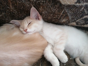 2 Maine Coon kitten Kater  Bild 2