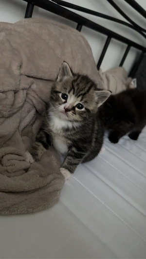 3 süße Kitten suchen ein liebevolles Zuhause    Bild 3