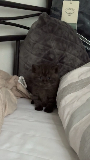 3 süße Kitten suchen ein liebevolles Zuhause    Bild 2