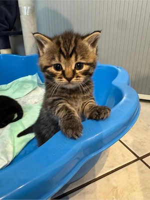 3 süße Kitten suchen ein liebevolles Zuhause   