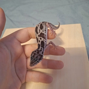 Leopardgecko Tangerine Tremper x Jungle Tangerine Eublepharis macularius NZ 2025