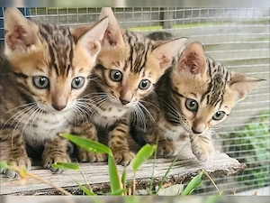 Wunderschöne Bengal Kitten abzugeben