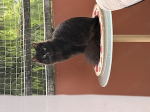 Zwei junge Langhaarmix Katzen (weiblich)    