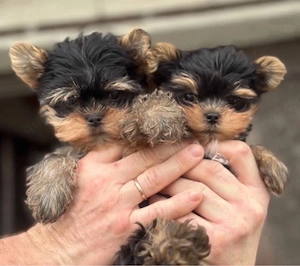 .Yorkshire terrier mini Welpen